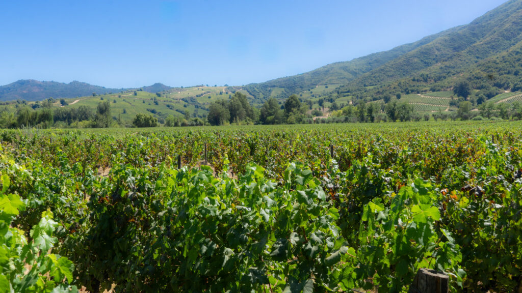 Colchagua llega a Santiago: el valle más premiado de Chile trae su Barra Premium al MUT dsc5169